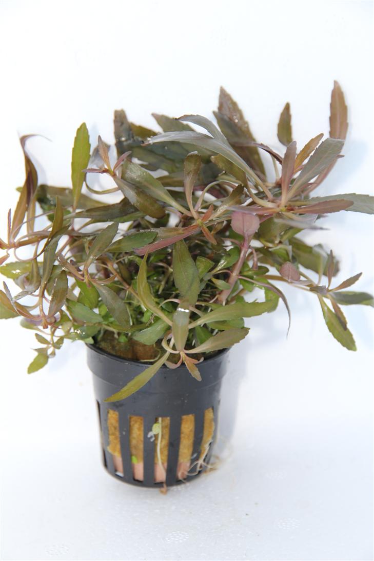 Pogostemon stellata in pot